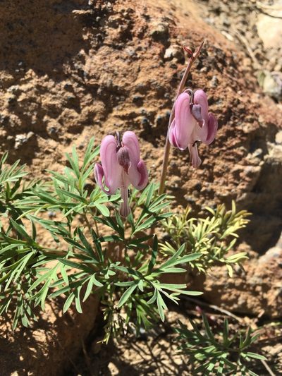 Dicentra pauciflora, photographed by Matt Berger