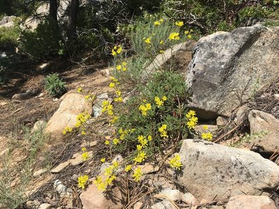 Eriogonum congdonii, photographed by Matt Berger