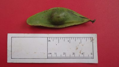 Tachigali densiflora, photographed by russiannaturalistbrazil