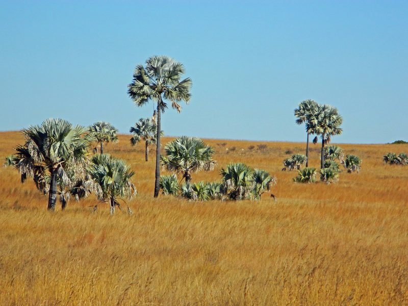 Bismarckia nobilis, photographed by Louis Imbeau