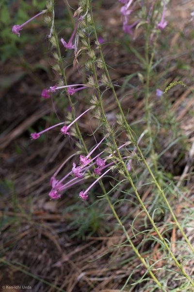 Ipomopsis macrosiphon, photographed by Ken-ichi Ueda