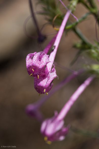 Ipomopsis macrosiphon, photographed by Ken-ichi Ueda