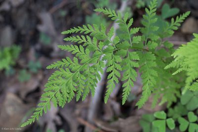 Cystopteris reevesiana, photographed by Ken-ichi Ueda