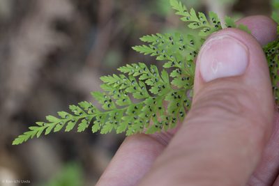 Cystopteris reevesiana, photographed by Ken-ichi Ueda