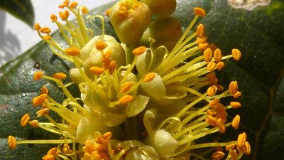 Tachigali densiflora, photographed by russiannaturalistbrazil