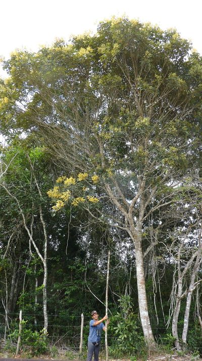 Tachigali densiflora, photographed by russiannaturalistbrazil