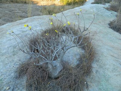 Pachypodium rosulatum, photographed by Louis Imbeau