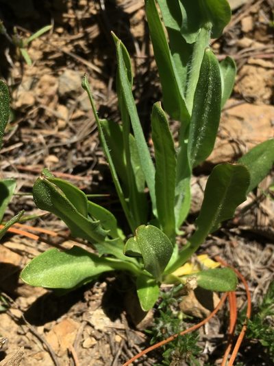 Thelypodium brachycarpum, photographed by Matt Berger