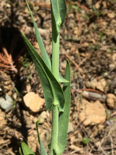 Thelypodium brachycarpum, photographed by Matt Berger