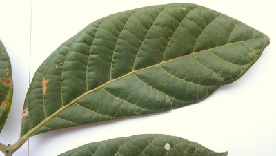 Tachigali densiflora, photographed by russiannaturalistbrazil