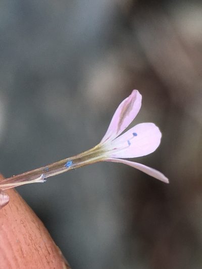 Collomia tracyi, photographed by Matt Berger