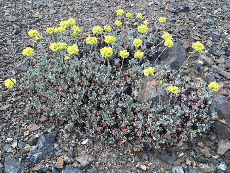Eriogonum diclinum, photographed by Matt Berger