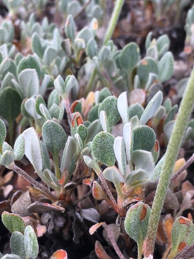 Eriogonum diclinum, photographed by Matt Berger