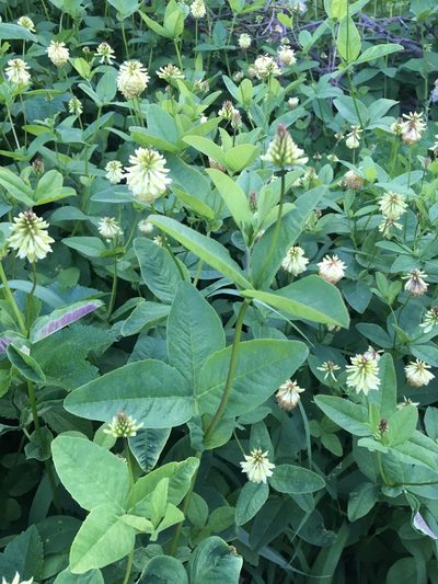 Trifolium howellii, photographed by Matt Berger