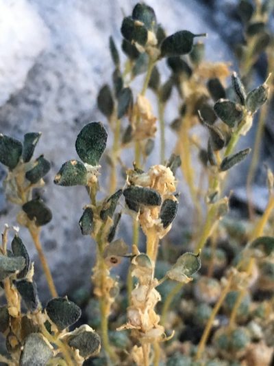 Draba pterosperma, photographed by Matt Berger