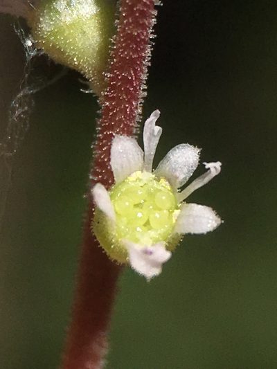Ozomelis diversifolia, photographed by Matt Berger
