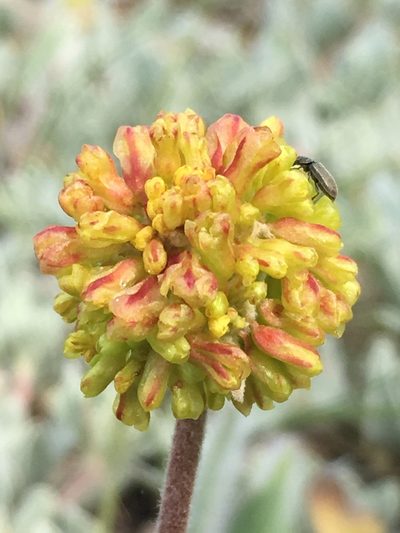 Eriogonum diclinum, photographed by Matt Berger