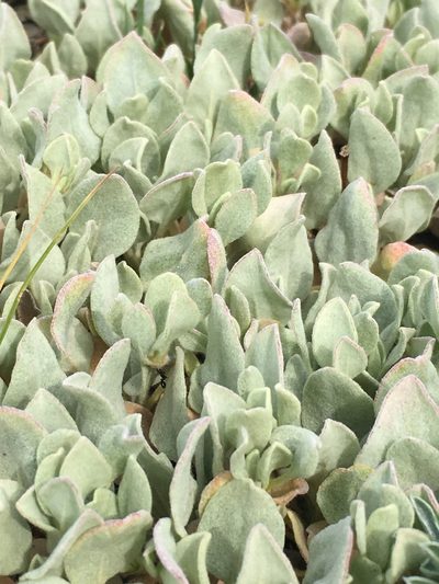 Eriogonum diclinum, photographed by Matt Berger