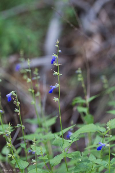 Salvia arizonica, photographed by Ken-ichi Ueda