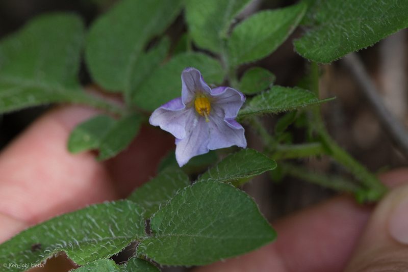 Solanum stoloniferum, photographed by Ken-ichi Ueda