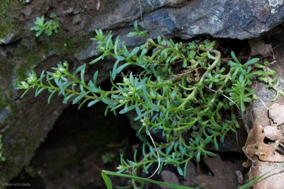 Sedum cockerellii, photographed by Ken-ichi Ueda