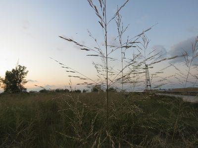 Sporobolus rigidus, photographed by Paul Roots