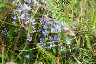 Gentianella biebersteinii, photographed by Екатерина Кропочева