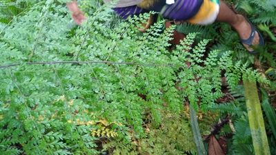 Asplenium laserpitiifolium, photographed by Dana Lee Ling