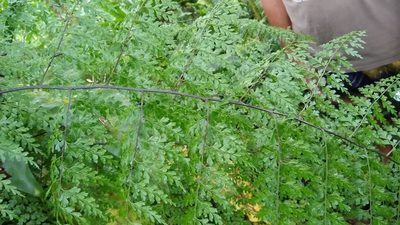 Asplenium laserpitiifolium, photographed by Dana Lee Ling