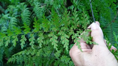 Asplenium laserpitiifolium, photographed by Dana Lee Ling