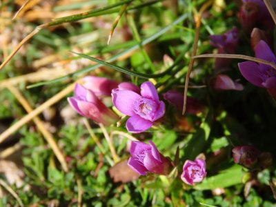 Gentianella columnae, photographed by Emanuele Santarelli