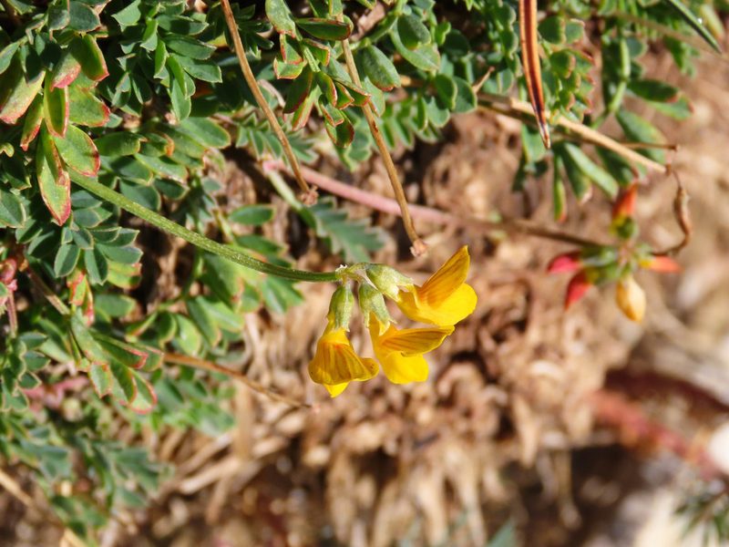 Coronilla vaginalis, photographed by Emanuele Santarelli