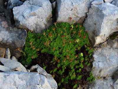 Saxifraga sedoides, photographed by Emanuele Santarelli