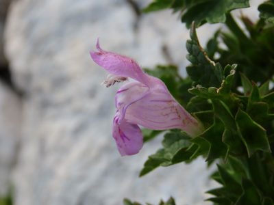 Lamium garganicum, photographed by Emanuele Santarelli