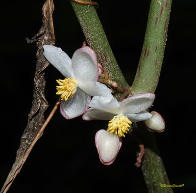 Begonia roxburghii, photographed by Rejoice Gassah