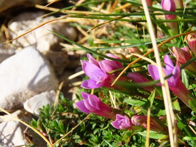 Gentianella columnae, photographed by Emanuele Santarelli