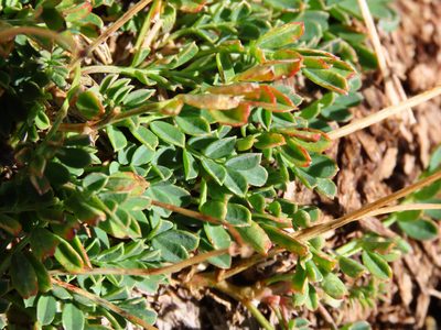 Coronilla vaginalis, photographed by Emanuele Santarelli