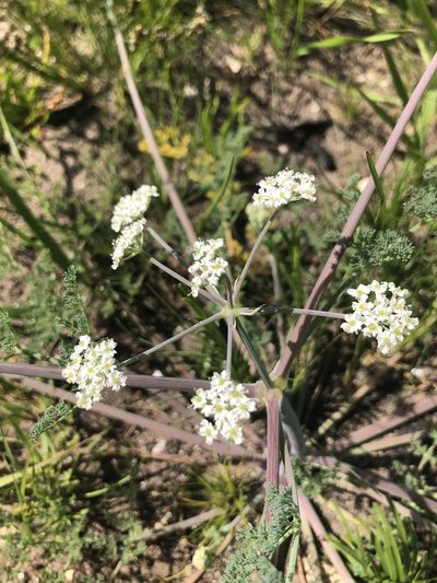 Capnophyllum lutzeyeri, photographed by Sean Privett