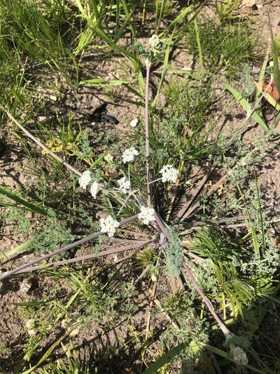 Capnophyllum lutzeyeri, photographed by Sean Privett