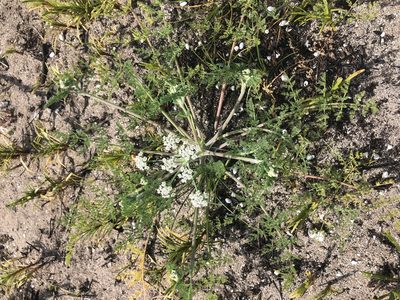 Capnophyllum lutzeyeri, photographed by Sean Privett
