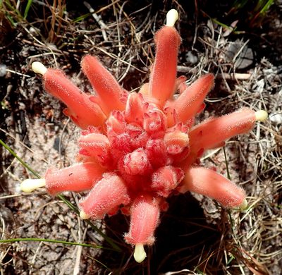 Hyobanche rubra, photographed by Di Turner