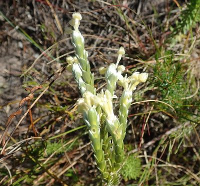 Gnidia chrysophylla, photographed by Di Turner