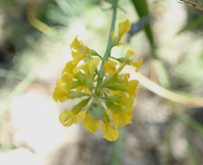 Lebeckia gracilis, photographed by Di Turner