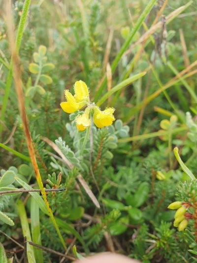 Coronilla vaginalis, photographed by Jacek Pietruszewski