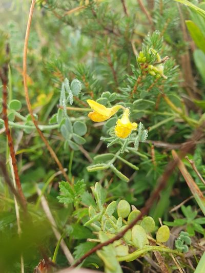 Coronilla vaginalis, photographed by Jacek Pietruszewski