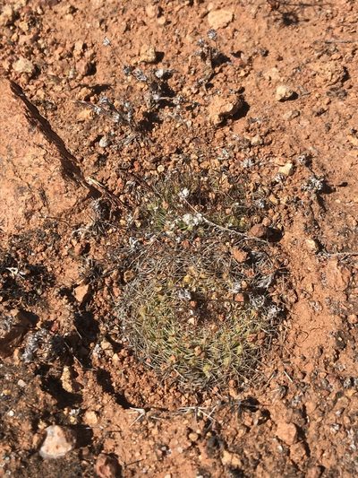 Mammillaria brandegeei, photographed by Sula Vanderplank