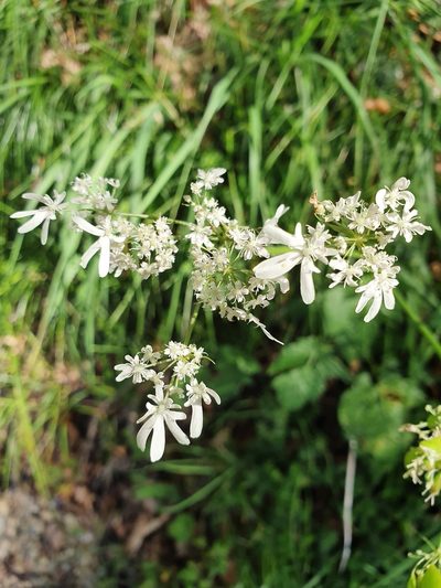 Heracleum austriacum, photographed by Jacek Pietruszewski