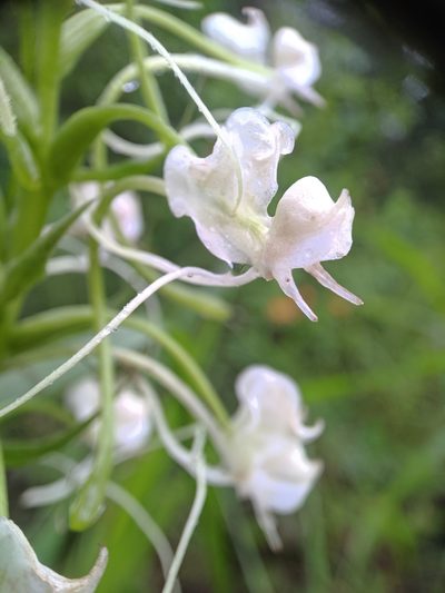 Habenaria commelinifolia, photographed by Jaya Rakesh