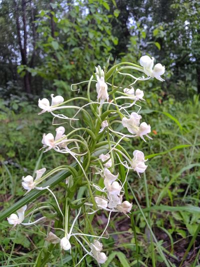 Habenaria commelinifolia, photographed by Jaya Rakesh