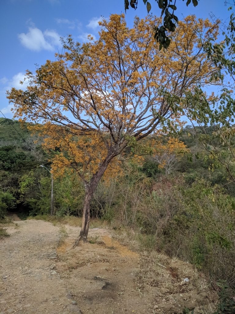 Platymiscium floribundum, photographed by Macelo Costa